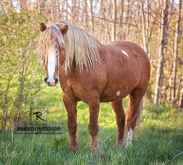 Mato Akicita (Bear Warrior)