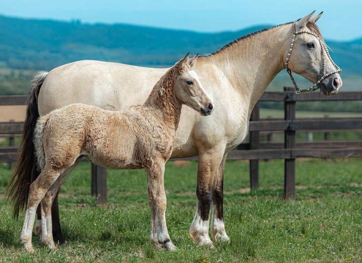 curly Criollo gsremates.com.br