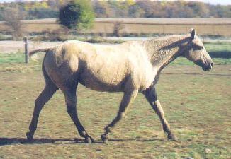 Thunders Jewel, Fredell & Berndt