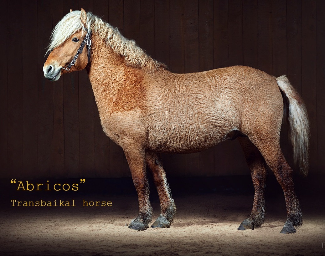 curly Zabaikalskaya: prokoni.ru